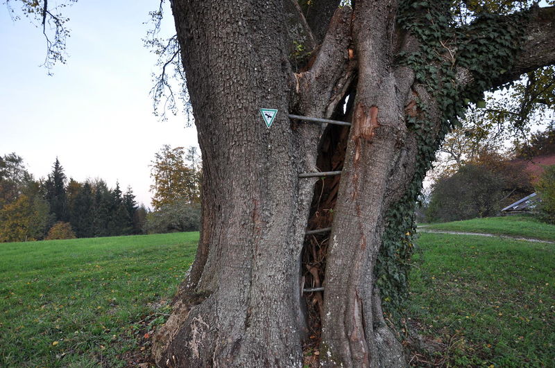 Datei:Birnbaum-Sankt Georgen-Stangen.JPG