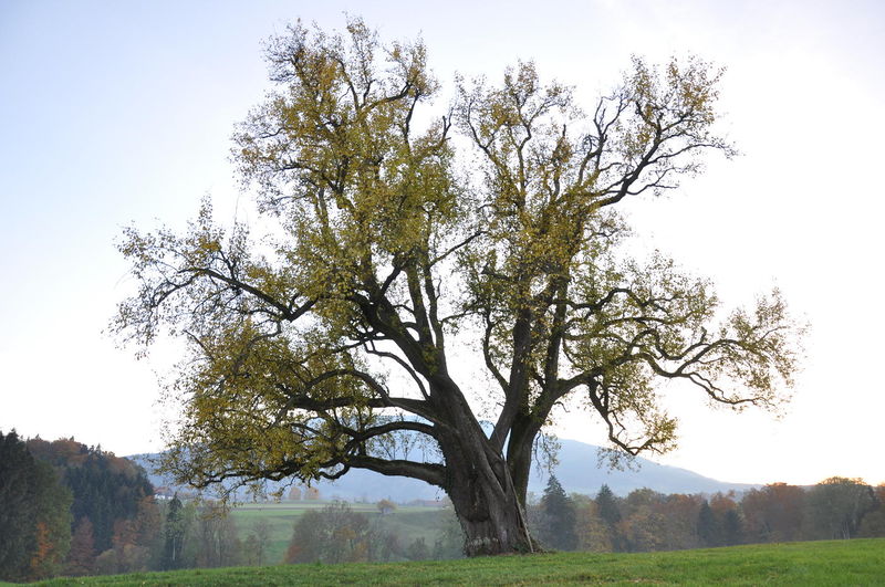 Datei:Birnbaum-Sankt Georgen.JPG