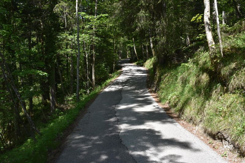 Datei:BGD-Kneifelspitzweg Wald.JPG