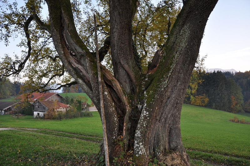 Datei:Birnbaum-Sankt Georgen-Brüche.JPG