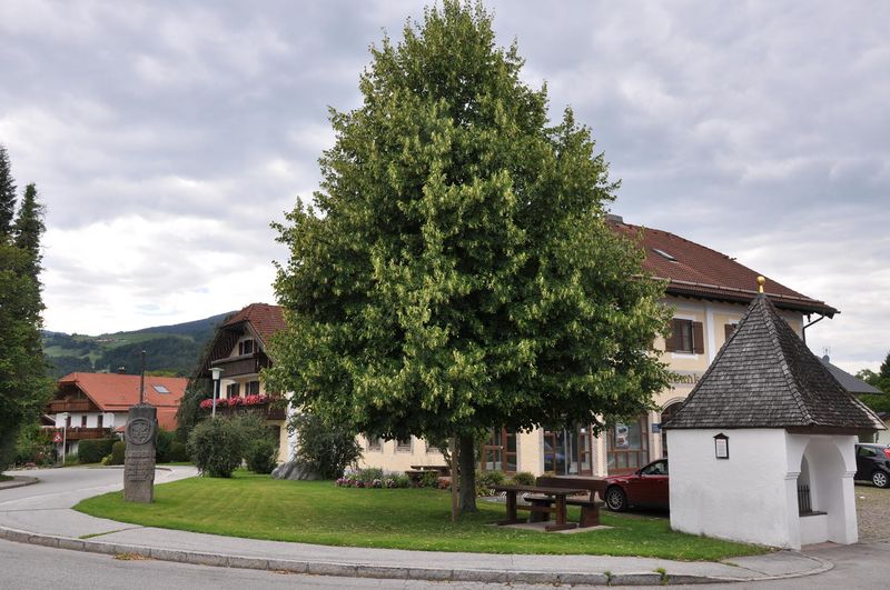 Datei:Angerer Dorflinde.JPG